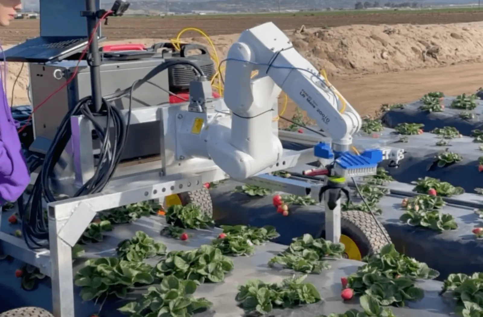 L5 Automation Strawberry Picker