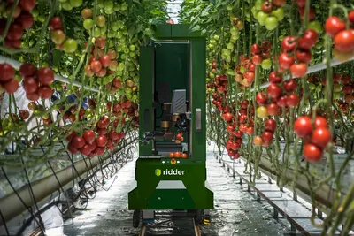Ridder Tomato Harvesting Robot